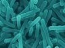 New Listeria control software can reduce food NPD time - Purac