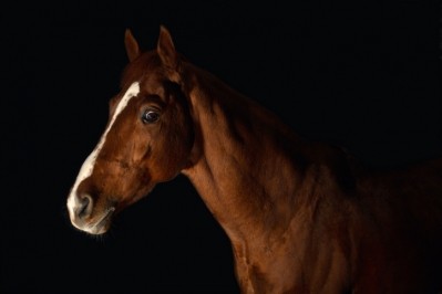 Products testing positive for horse DNA were found in seven of the countries tested