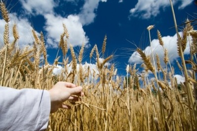 European MEPs have opposed a law which would have restricted the use of GMO-feed