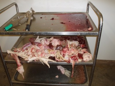 A trolley in the evisceration room with waste materials from slaughter left exposed.