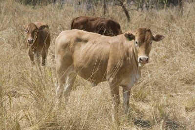 Zambian farmers have said beef imports would damage their livelihoods