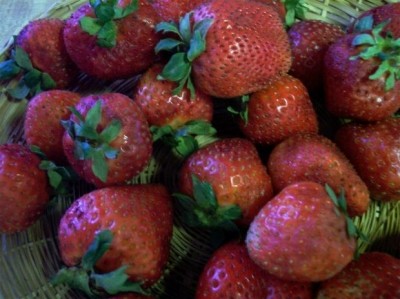 Strawberries appeared to be the most likely source
