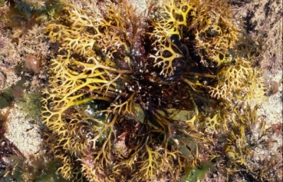 “Essentially, any fishery is taking resources from the sea," says the MSC. Image credit: The Seaweed Site.