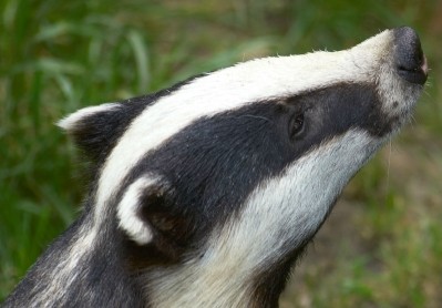 Badger and cattle vaccines wont stop bovine TB, says report