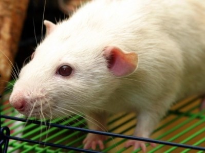 Rats in a maze were attracted as much by Oreos as by cocaine and morphine