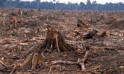 General Mills has said deforestation is a concern, particularly given the impact on biodiversity, endangered species and the environment it can have. Photo Credit: WWF