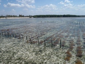 Cargill's novel process matches cultivated carrageenan functionality with wild