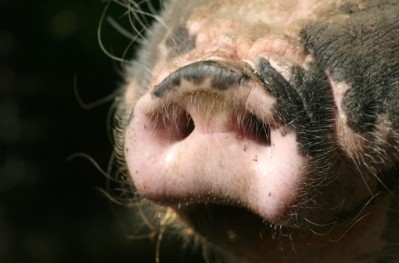 Romania and Bulgaria aims to resume live pig exports