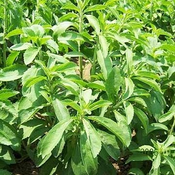 SGF doubles stevia production with new 1,000 MT plant