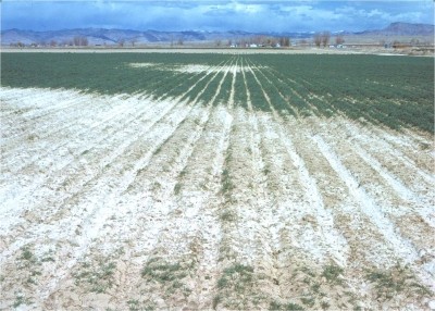 Agricultural land is being lost rapidly due to soils with high salinity, say researchers. (Image credit - USDA)