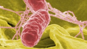Salmonella species' resistance to ciprofloxacin is a 'growing concern', say the researchers