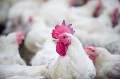 QFG said the new poultry facility will be able to process thousands of birds every day
