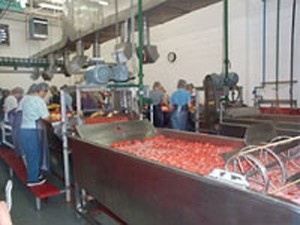 tomato sorting at Sun-Brite Foods