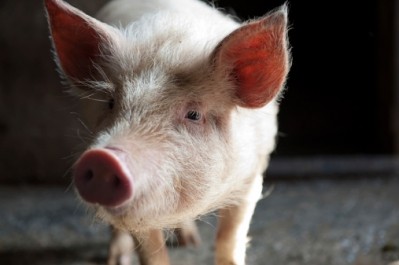RusAgro wants to build a number of pig farms in China - the world's biggest pork consumer