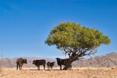 Namibia sees beef exports plummet
