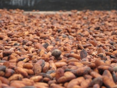 Cocoa prices to rise as much as 23% next year. Photo Credit: WCF