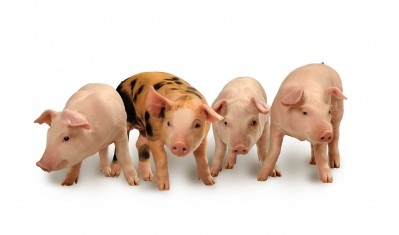 Cherkizovo Group increases pork production