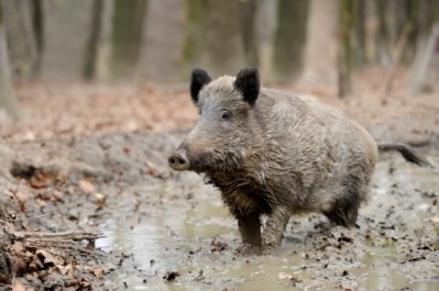Swine fever ban expanded for Poland and Lithuania by Russia