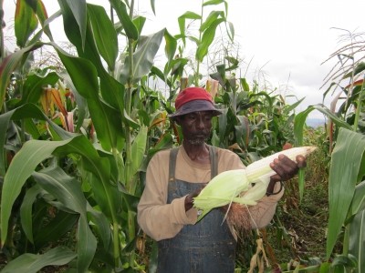 Ethiopia maize fields. Picture courtesy of World Vision.