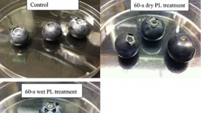 Pictures of untreated and PL-treated blueberries