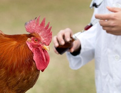 Ceva: antibiotic free push has thrown up lots of "challenges" for chicken producers