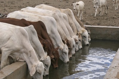 Ethiopia aims to tighten livestock market