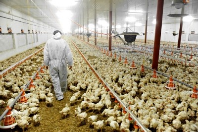 Russia may have to cull up to 4 million chickens to prevent bird flu from spreading