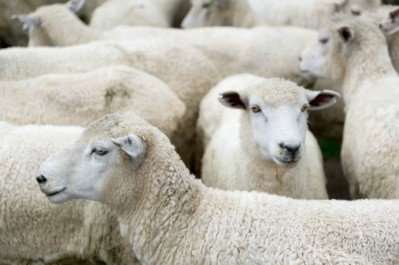 EU sheep flock expected to continue its decline