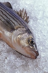 Inexpensive fish protein isolate can make omega-3 rich functional foods: Researchers