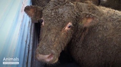 The investigation found Irish cattle covered in faeces en route to Turkey