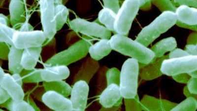 The CPSI is suing the USDA to get action on its petition to declare antibiotic-resistant Salmonella strains as adulterants.