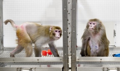 Rhesus monkeys allowed to eat as much as they like had a 2.9 fold increased risk of disease and a three times increased risk of death