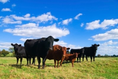 Russia set to reform beef production