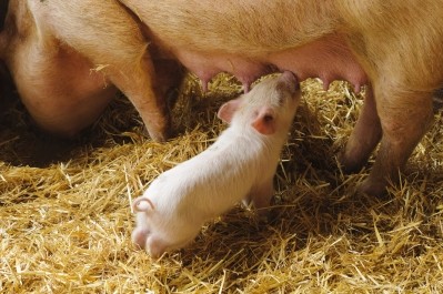 UK pig body issues herd reduction warning