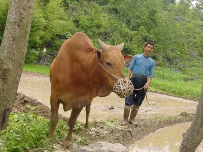Brucellosis is a growing problem for China's pastoral farmers