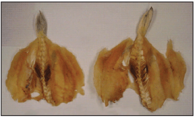 Picture CDC: Dried, dressed fillets of puffer fish (Lagocephalus lunaris)