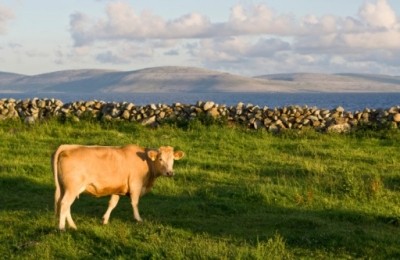 Cattle slaughter is up in Ireland