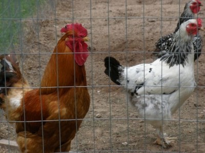 LA-MRSA find presents 'low risk' in UK poultry