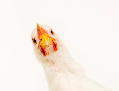 Poultry insurance is on the cards in Saudi Arabia to reduce mortality rates