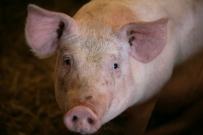 Eyes on Animals argued that pigs suffer pain and panic for up to a minute with gas stunning