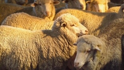 Tests on sheep in the Allier region of France revealed five out of 175 were affected