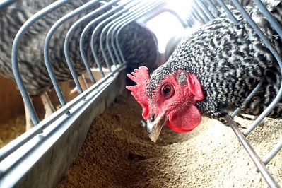 Avian influenza has impacted Nigeria's poultry production