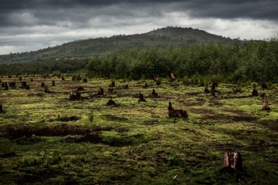 Half of all tropical deforestation since 2000 has been caused by illegal clearance of forests for commercial agriculture, according to NGOs Conservation International and Fern. Photo: iStock