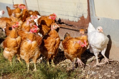 Hungarian farmers will have to move chickens indoors as bird flu remains a risk