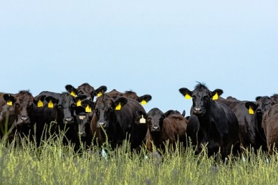 The Romanian cattle farmer needs to expand in line with local and global meat demand