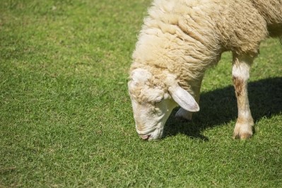 MEPs are expected to support the ban which would include the cloning of farm animals