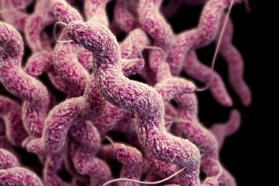 FSA funding to understand Campylobacter coli