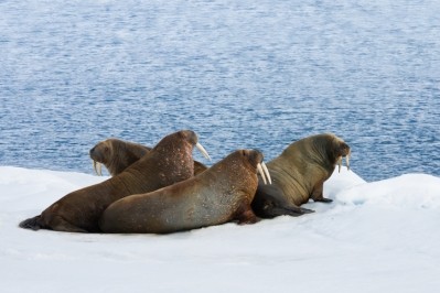 Walrus are among traditional foods eaten by Indigenous populations. ©iStock/Abey 