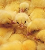 Russia to reach poultry self-sufficiency this year