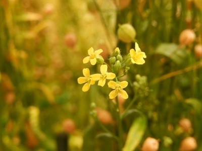 Omega-3 enriched camelina trials will be the only GM field trials currently in the UK. Photo credit: Sarah Usher/Rothamsted Research